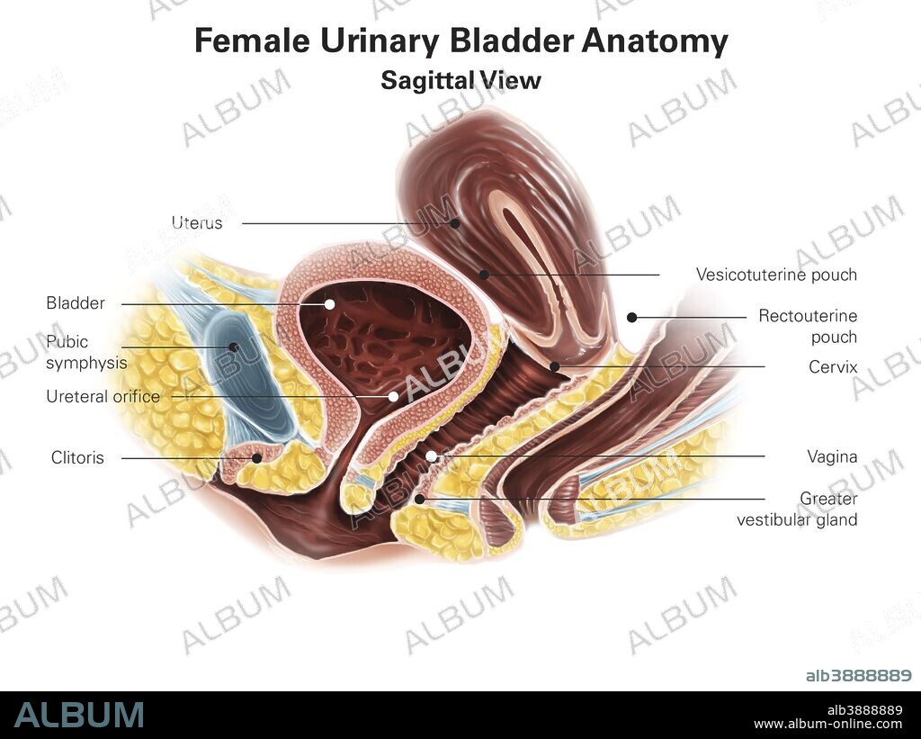 Sagittal view of female urinary bladder.