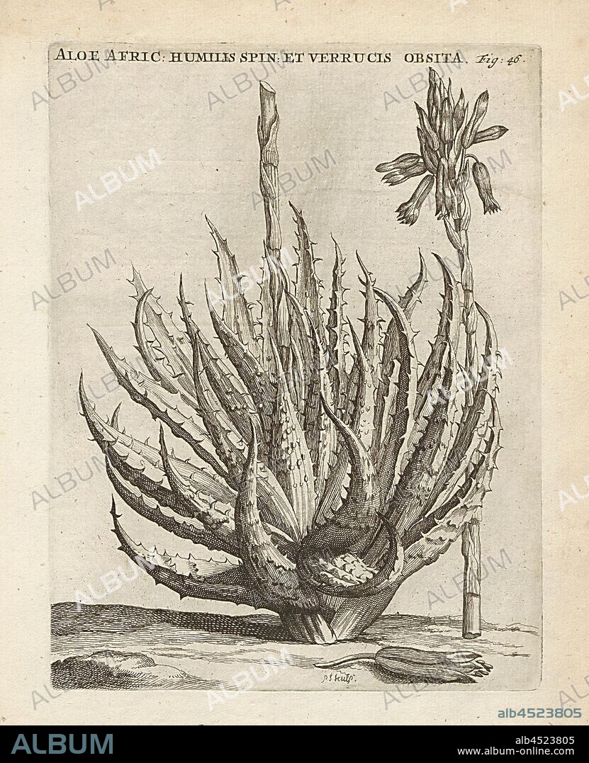 Aloe Vera unarmed African- low Thorns, Aloe humilis L, Cap, signed: P.S. (sculp.), Fig. 46, after p. 46, p. 145, Sluyter, P. (sc.), 1706, Caspari Commelin ... Horti Medici ... plantae rariores et exoticae. Lugduni Batavorum: apud Federicum Haringh, 1706.