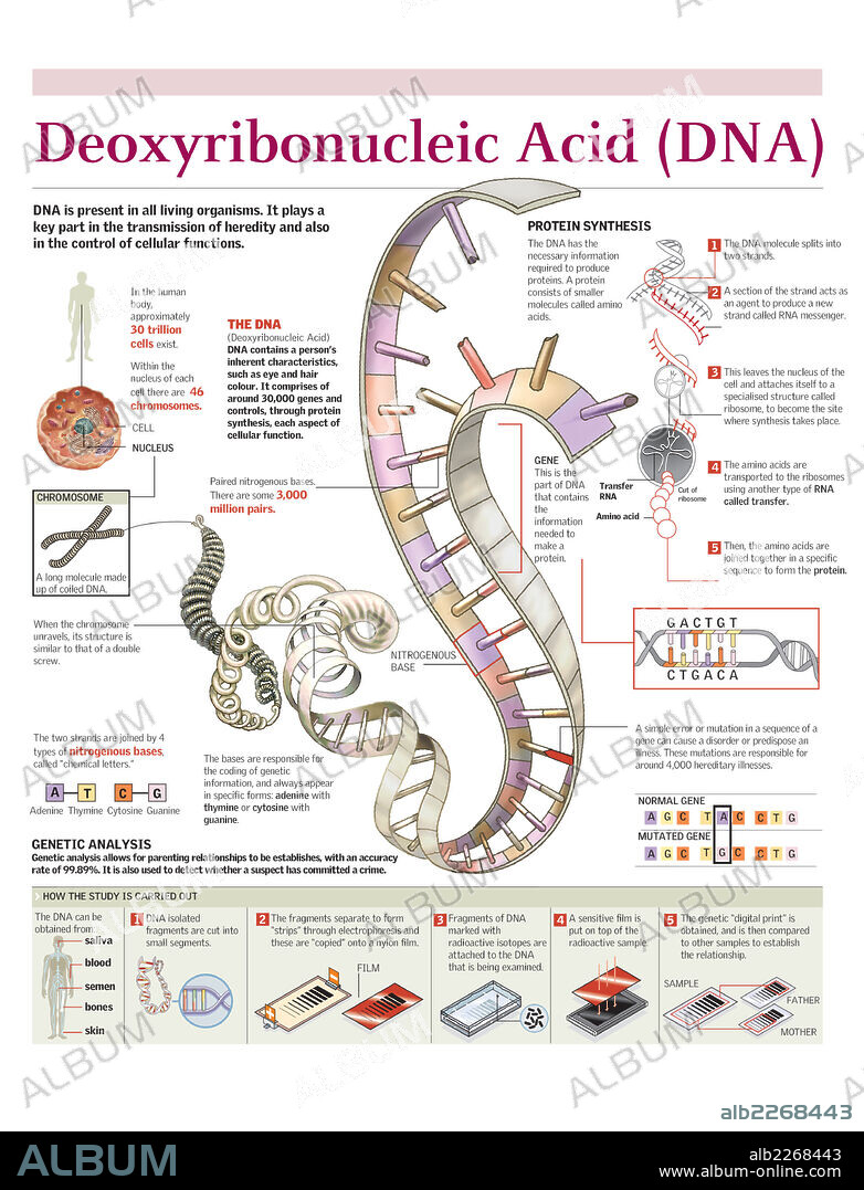 Deoxyribonucleic Acid (DNA). Infographic on the structure of DNA, the process of protein synthesis and the performing of genetic analysis.