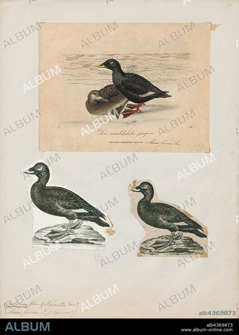 Oidemia fusca, Print, The velvet scoter (Melanitta fusca), also called a velvet duck, is a large sea duck, which breeds over the far north of Europe and Asia west of the Yenisey basin.The genus name is derived from Ancient Greek melas "black" and netta "duck". The species name is from the Latin fuscus "dusky brown"., 1700-1880.