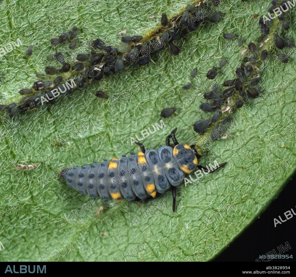 A seven spot ladybird (Coccinella septum-punctata) larva feeding on black bean aphids.