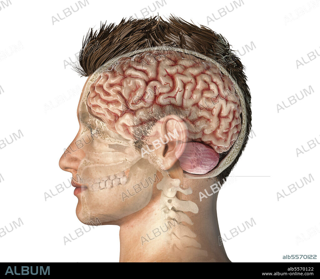 Male head with skull cross section with whole brain. Side view on white background.