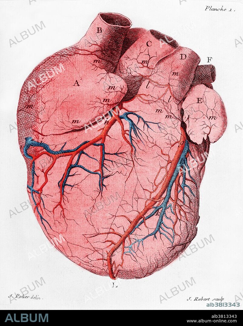 An 18th-century illustration showing the anatomy of the heart, including its coronary arteries. This artwork is from "Traite de la structure du coeur, de son action, et de ses maladies" (1749) by the French physician and anatomist Jean-Baptiste Senac (1693-1770). Senac carried out important advances in studies of the heart, including writings on heart disorders.
