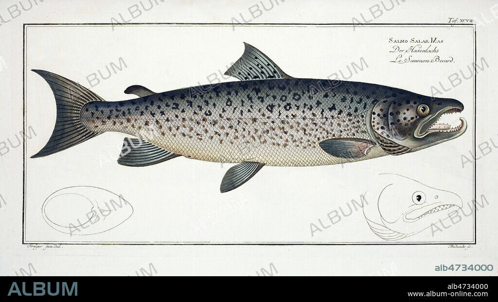 Le Saumon becard (Salmo Salar Mas). Planche de science naturelle tiree de Allgemeine Naturgeschichte des Fische (Histoire naturelle des poissons). par Marcus Elieser BLOCH (1723-1799). Credit : Coll. MIGNY / KHARBINE-TAPABOR.