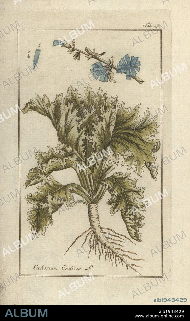 Endive, Cichorium endivia. Handcoloured copperplate botanical engraving from Johannes Zorn's "Afbeelding der Artseny-Gewassen," Jan Christiaan Sepp, Amsterdam, 1796. Zorn first published his illustrated medical botany in Nurnberg in 1780 with 500 plates, and a Dutch edition followed in 1796 published by J.C. Sepp with an additional 100 plates. Zorn (1739-1799) was a German pharmacist and botanist who collected medical plants from all over Europe for his "Icones plantarum medicinalium" for apothecaries and doctors.