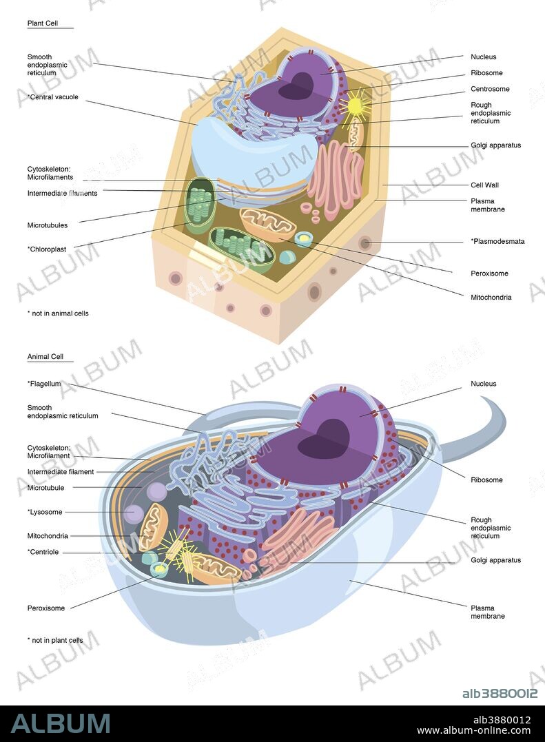 Comparative illustration of plant and animal cell anatomy (with labels).