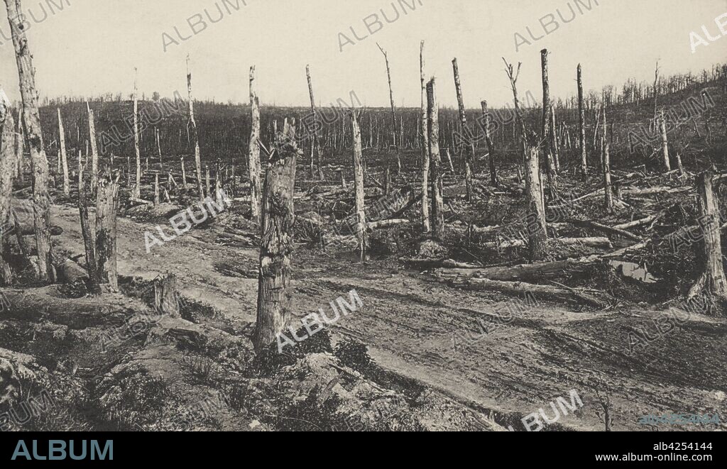 Francia. Primera guerra mundial (1914-1918). Segunda batalla del Aisne. Bosque devastado tras la batalla en el valle de Ailette. Mayo de 1917.