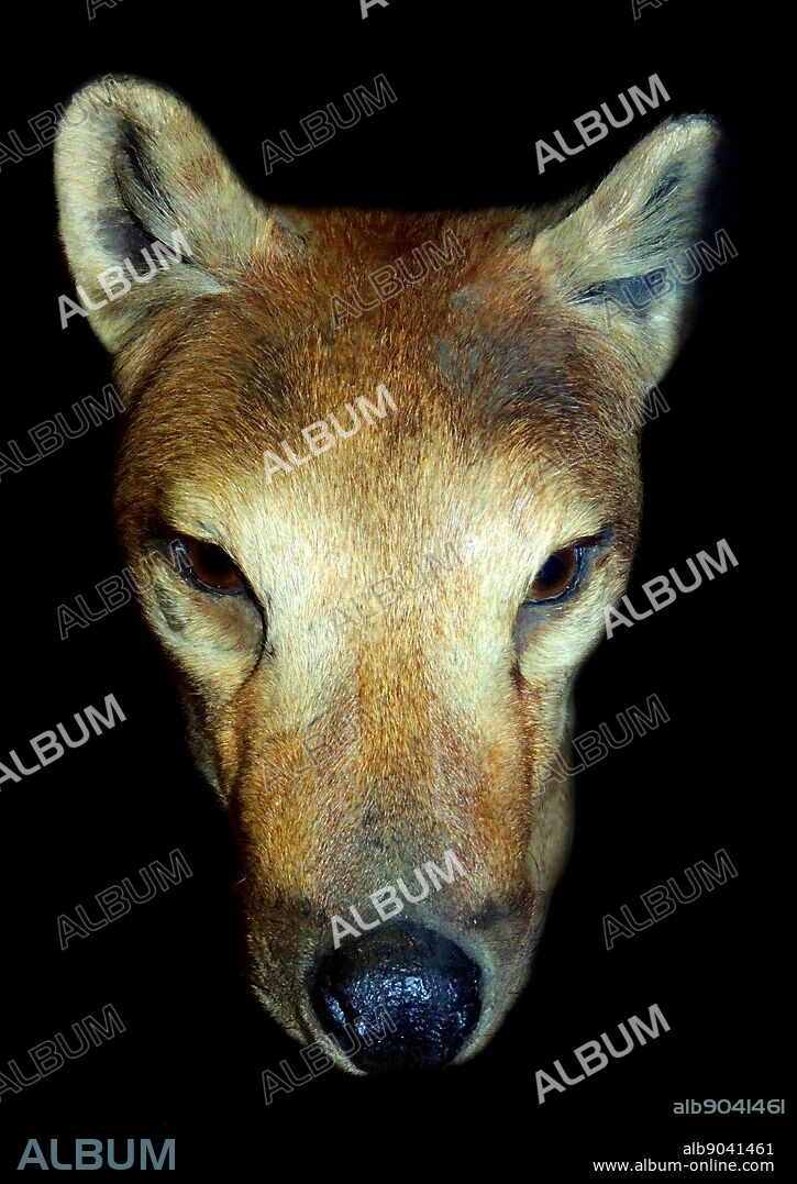 The thylacine was the largest known carnivorous marsupial of modern times. It is commonly known as the Tasmanian tiger or the Tasmanian wolf.