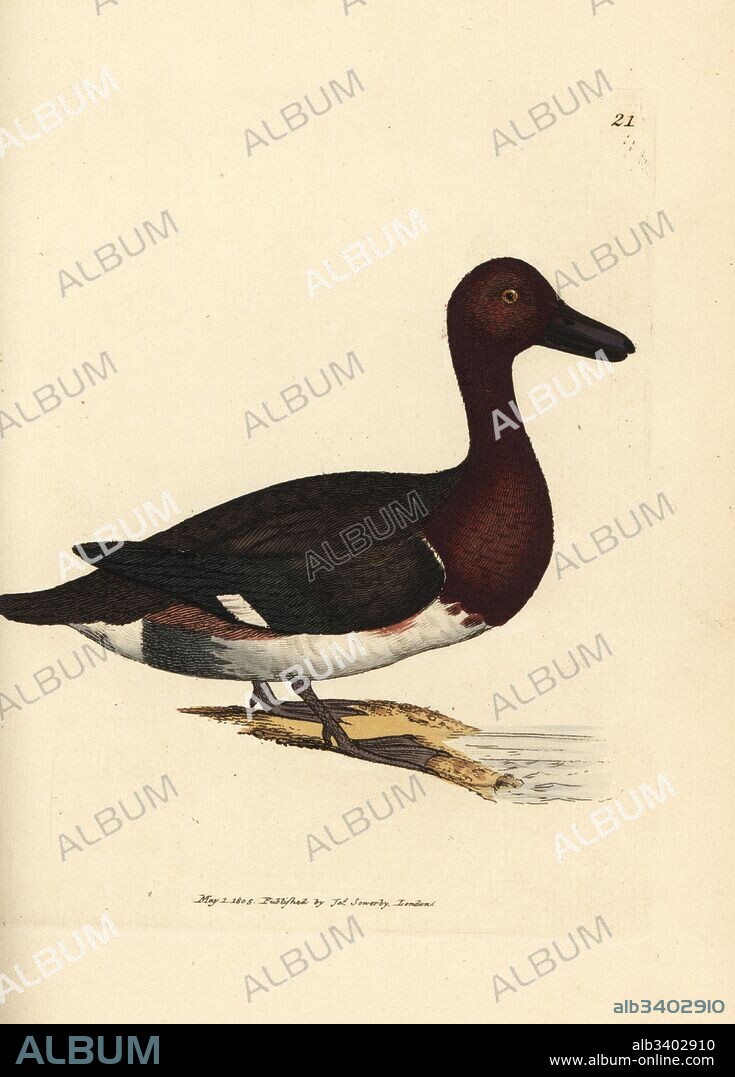 Ferruginous pochard, Aythya nyroca (Anas nyroca, olive-tufted duck). Handcoloured copperplate engraving by James Sowerby from The British Miscellany, or Coloured figures of new, rare, or little known animal subjects, London, 1804.