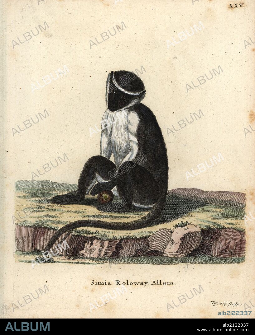 Roloway monkey, Cercopithecus roloway. Endangered. Handcoloured copperplate engraving by Tyroff from Johann Christian Daniel Schreber's Animal Illustrations after Nature, or Schreber's Fantastic Animals, Erlangen, Germany, 1775.