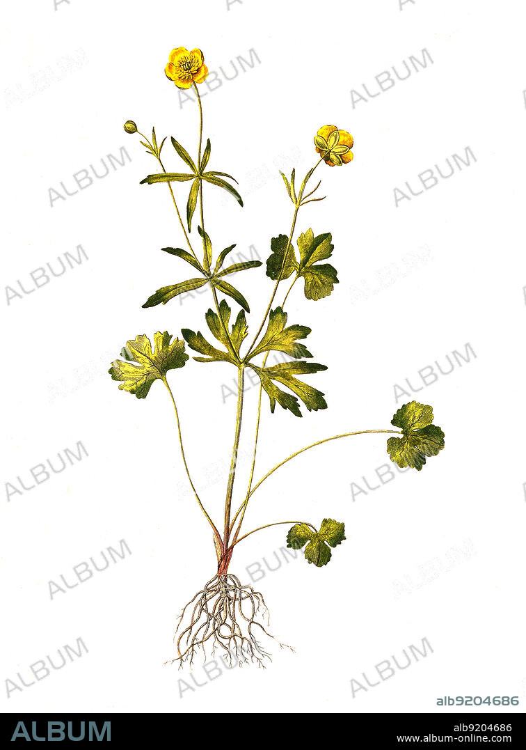 Gold-Hahnenfuß, Ranunculus auricomus agg., Goldgelber Hahnenfuß, Goldschopf-Hahnenfuß oder Goldhaar-Hahnenfuß / Ranunculus auricomus, known as goldilocks buttercup or Greenland buttercup, historical, digital improved reproduction of an original from the 19th century / digital restaurierte Reproduktion einer Originalvorlage aus dem 19. Jahrhundert, genaues Originaldatum nicht bekannt.