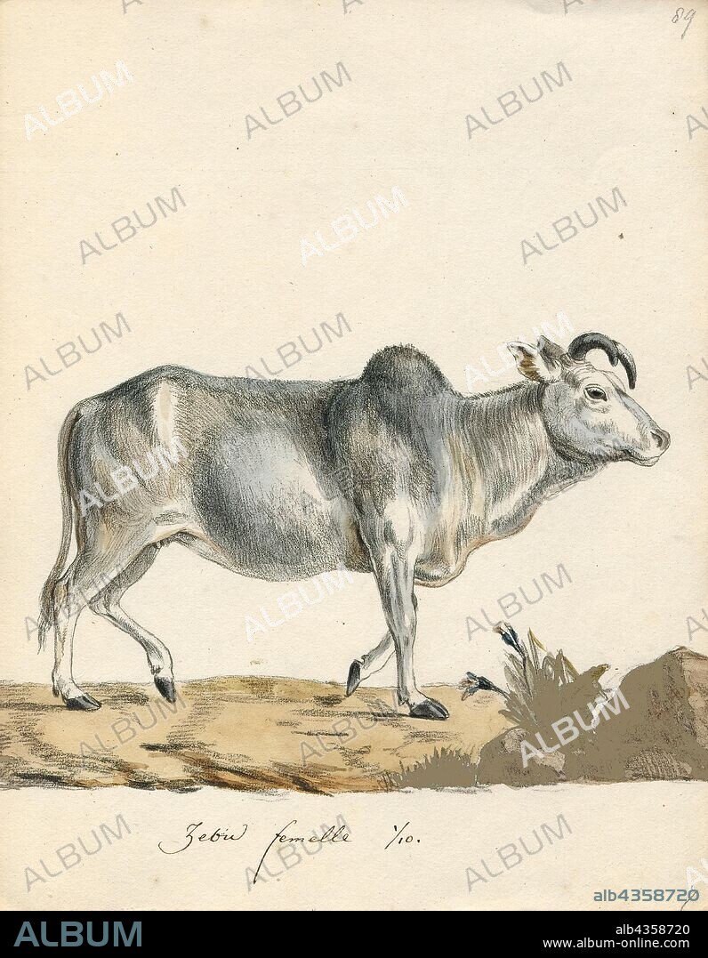 Bos indicus, Print, A zebu, sometimes known as indicine cattle or humped cattle, is a species or subspecies of domestic cattle originating in South Asia. Zebu are characterised by a fatty hump on their shoulders, a large dewlap, and sometimes drooping ears. They are well adapted to withstanding high temperatures, and are farmed throughout the tropical countries, both as pure zebu and as hybrids with taurine cattle, the other main type of domestic cattle. Zebu are used as draught and riding animals, dairy cattle, and beef cattle, as well as for byproducts such as hides and dung for fuel and manure. Zebu, namely miniature zebu, are kept as companion animals. In 1999, researchers at Texas A&M University successfully cloned a zebu., 1700-1880.