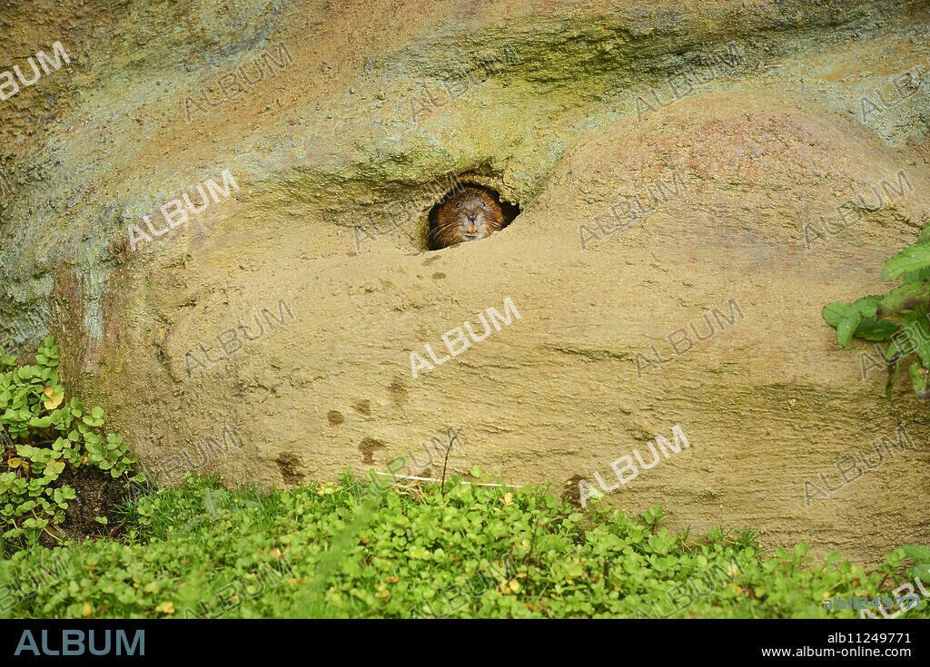 Water vole (Arvicola amphibius), Devon, England, United Kingdom, Europe.