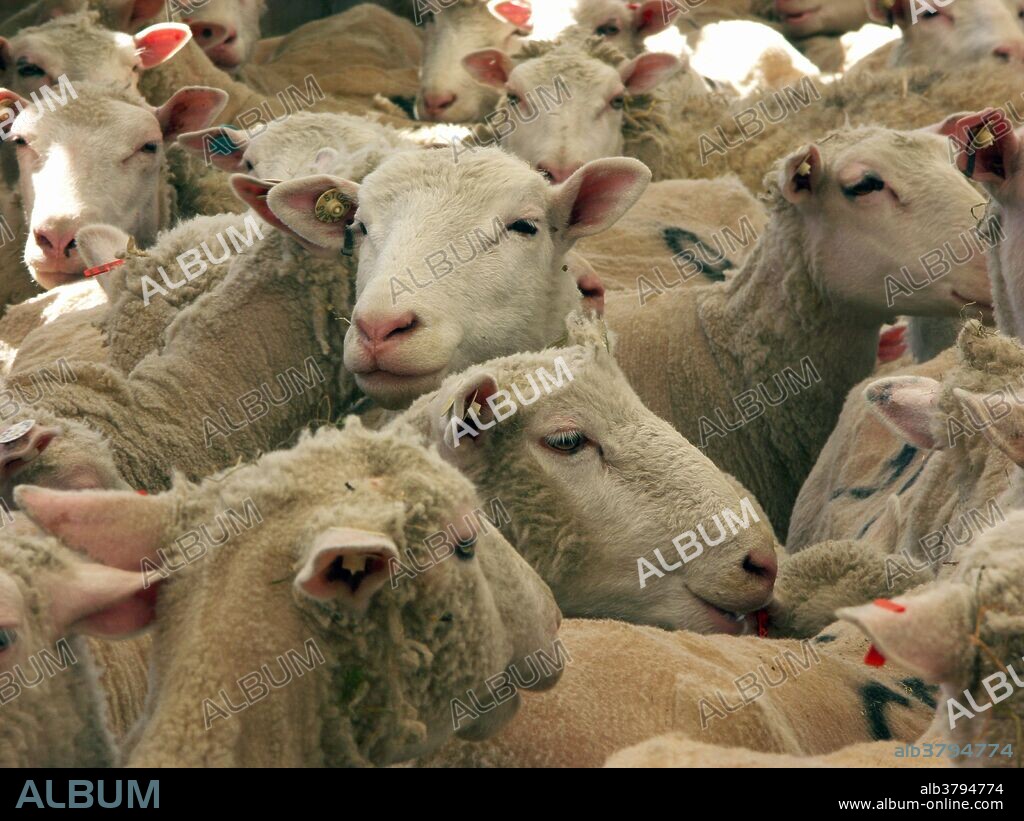 Finnish Dorset Sheep, (Ovis aries).