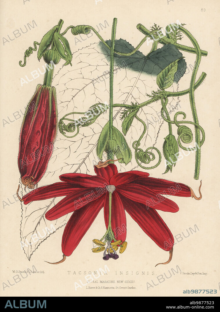 Passion flower or passion vine, Passiflora insignis. Raised by gardener Mr Anderson at Soweby Hall, Hull, from seeds sent from South America (Peru). As Tacsonia insignis. Handcolored botanical illustration drawn and lithographed by Worthington George Smith from Henry Honywood Dombrain's Floral Magazine, New Series, Volume 2, L. Reeve, London, 1873. Lithograph printed by Vincent Brooks, Day & Son.