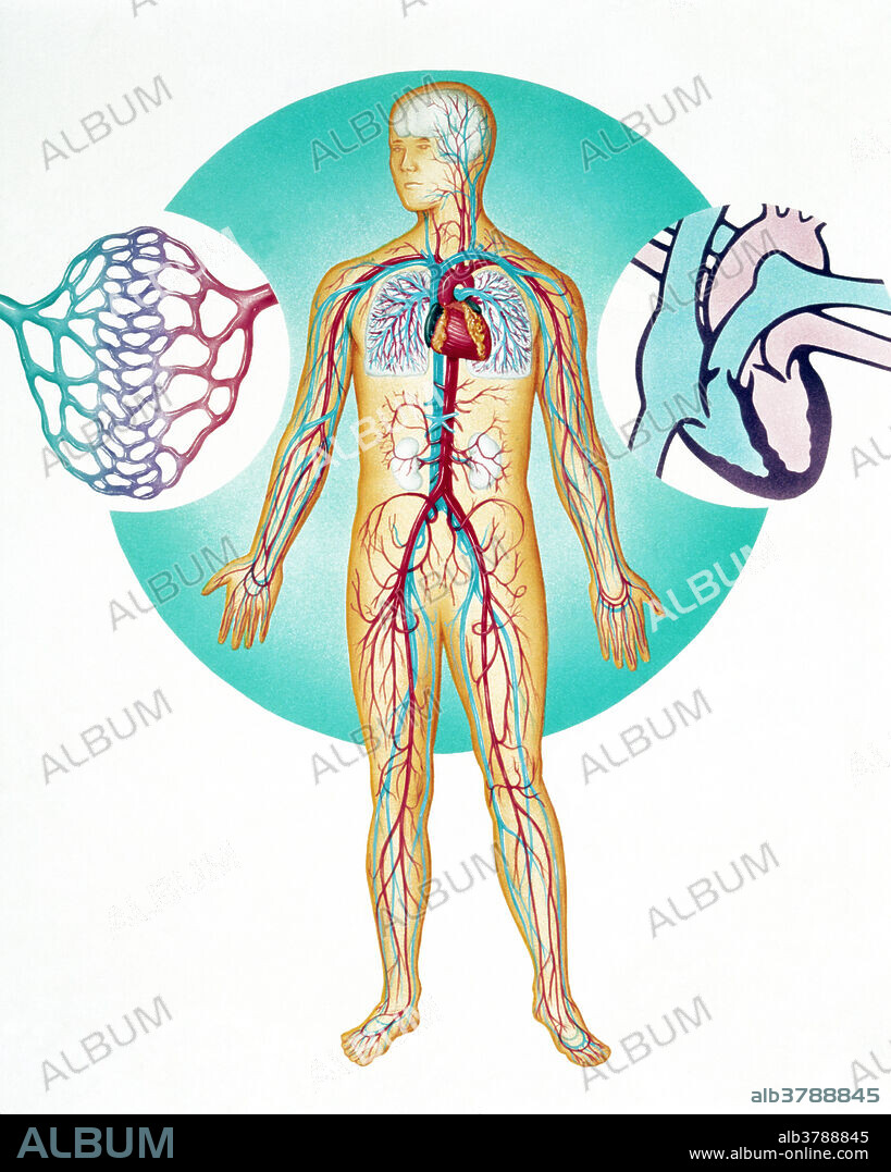 Blood system. Illustration of a human figure revealing the blood circulation system. The heart, a hollow muscle in the upper chest that pumps blood around the body, is shown magnified at far right. At the top of the heart are the heart's main blood vessels. In general the veins carry deoxygenated blood (blue) towards the heart, while the arteries carry oxygenated blood (red) away from the heart. The fine capillary network (magnified at far left) transports oxygen and nutrients into the tissues. It links the small artery (arteriole, red) to the small vein (venule, blue). The brain, lungs (in upper chest) and kidneys (at centre) are also seen.