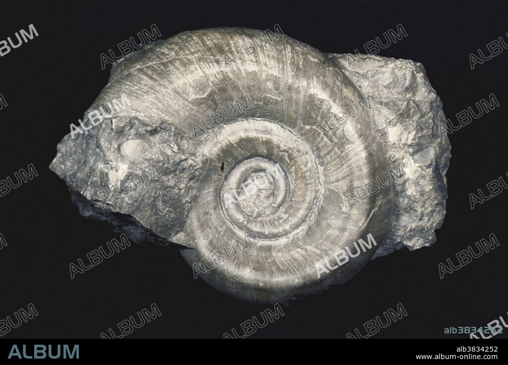 Gastropod fossil (Straparollus sp.) from Carboniferous Period limestone in the UK.  Straparollus was found in shallow seas worldwide from the Silurian to the Permian, and grew to 50 mm in diameter.  It had thin radiating ribs across the whorls, and a slight ridge running through the center of the spiral.