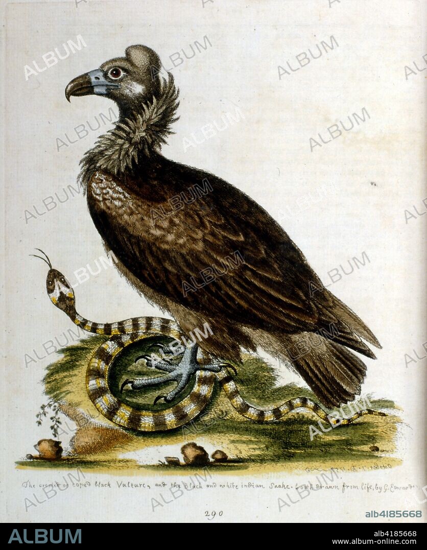 Watercolour illustration from a book of rare birds by G Edwards 1750. George Edwards (1694-1773) was a British naturalist and ornithologist. He travelled extensively through Europe, studying natural history and birds in particular. He gained some recognition for his coloured drawings, and published his first work in 1743-the first volume of A Natural History of Uncommon Birds.
