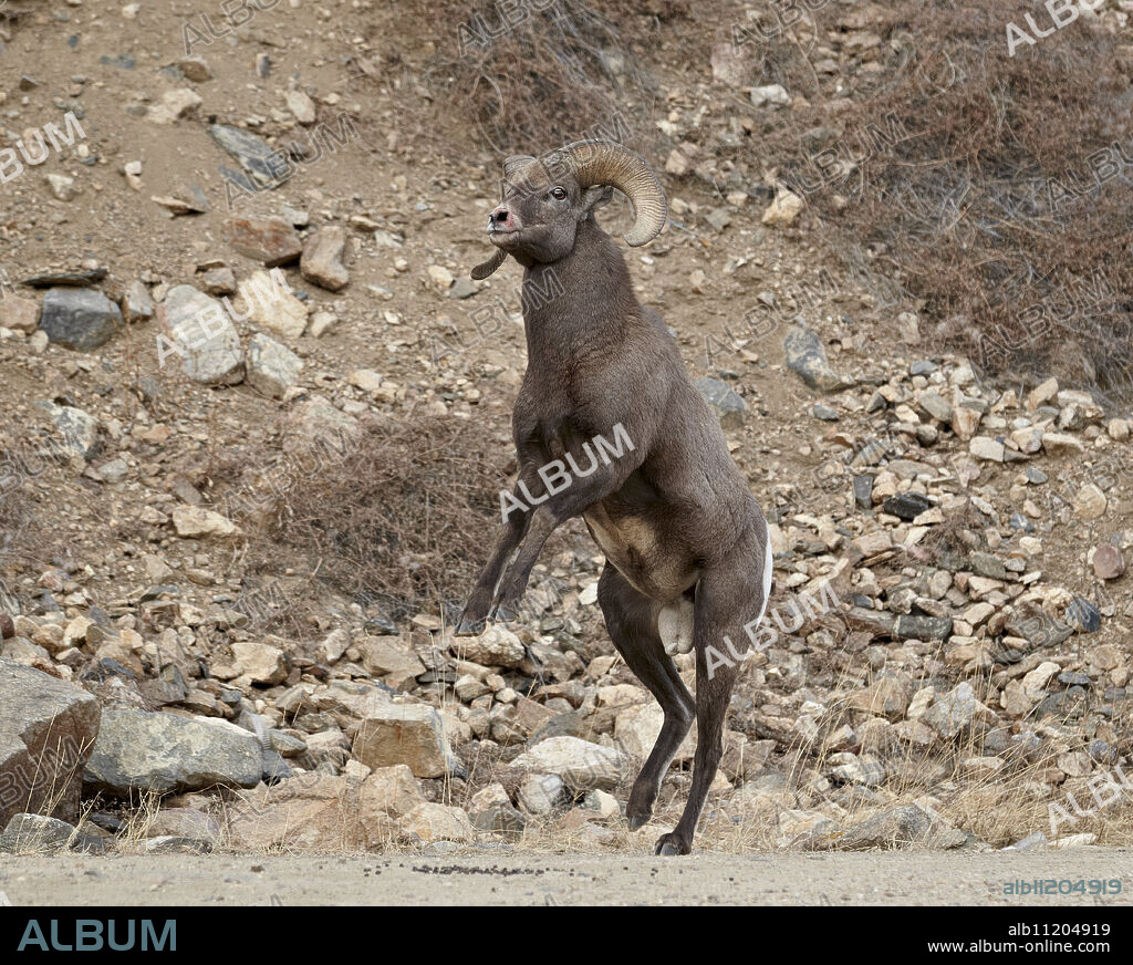 Bighorn sheep (Ovis canadensis) ram about to start a head butt durng the rut, Clear Creek County, Colorado, United States of America, North America.