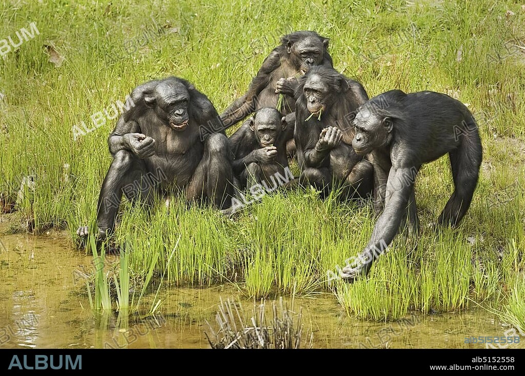 Bonobo (Pan paniscus), family group, adults and young, feeding on leaves at edge of water, captive.
