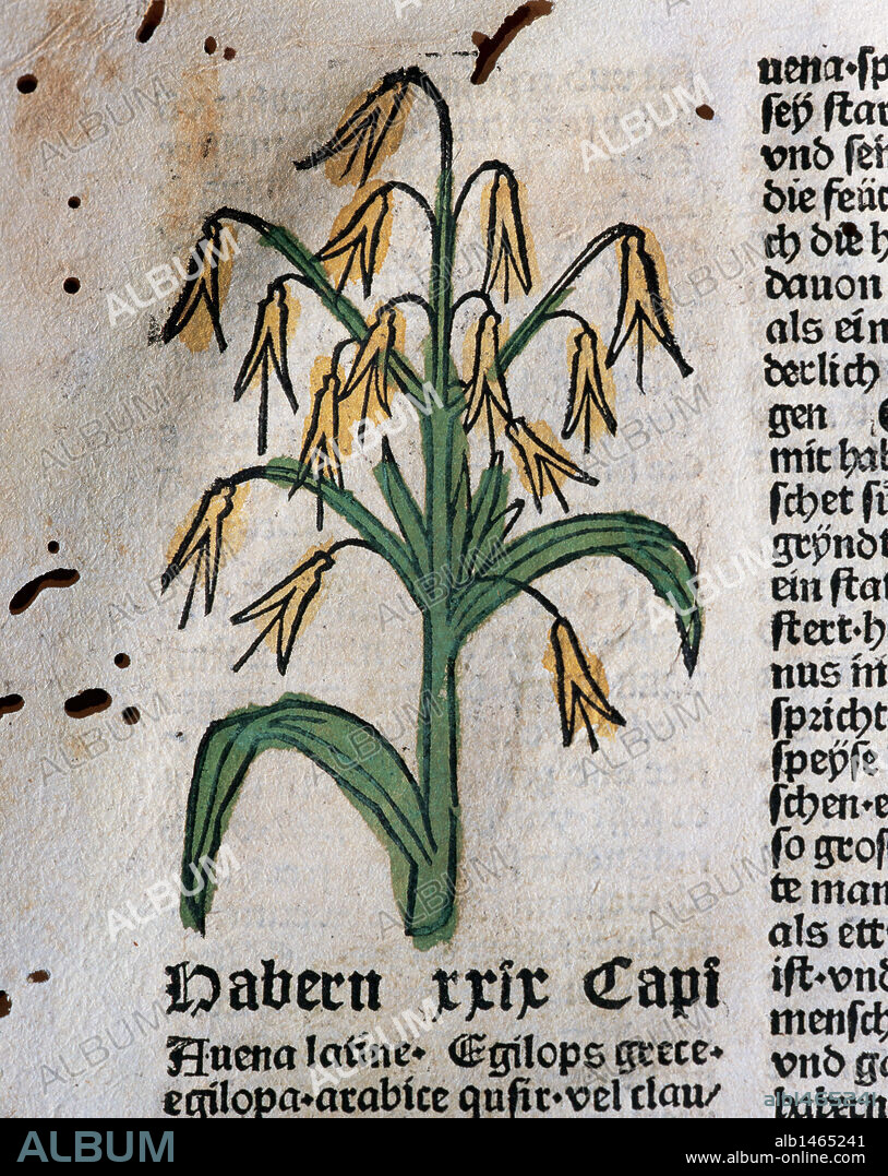 Hortus Sanitatis (Gart der Gesundheit). Book of natural history written by the German doctor Johann Wonnecke von Kaub (Johannes de Cuba) (1430-1503). Page of the Tractatus De Herbis depicting oat. Folio 19v. Edited by Johann Schoensperger in Augsburg (Germany), 1487.