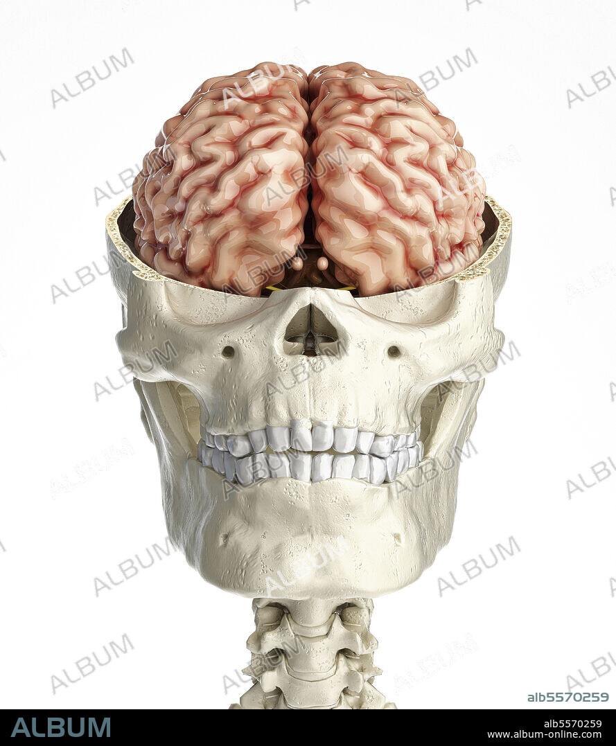 Human skull transversal cross section with brain. Front view on white background.