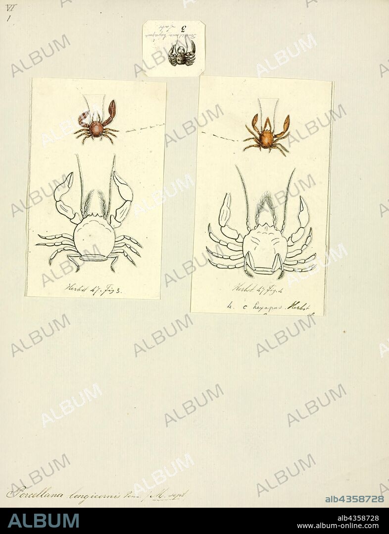 Porcellana longicornis, Print, Pisidia longicornis, the long-clawed porcelain crab, is a species of porcelain crab that lives in the north-eastern Atlantic Ocean. It varies from reddish to white, and grows to a carapace width of 1 cm (0.4 in). It was first named by Carl Linnaeus in 1767, although the etymology remains unclear.