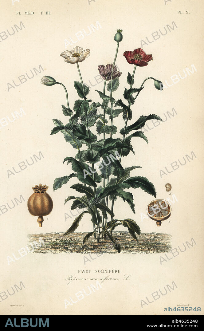 Opium poppy, Papaver somniferum, Pavot somnifere. Handcoloured steel engraving by Lebrun after a botanical illustration by Edouard Maubert from Pierre Oscar Reveil, A. Dupuis, Fr. Gerard and Francois Herincqs La Regne Vegetal: Flore Medicale, L. Guerin, Paris, 1864-1871.