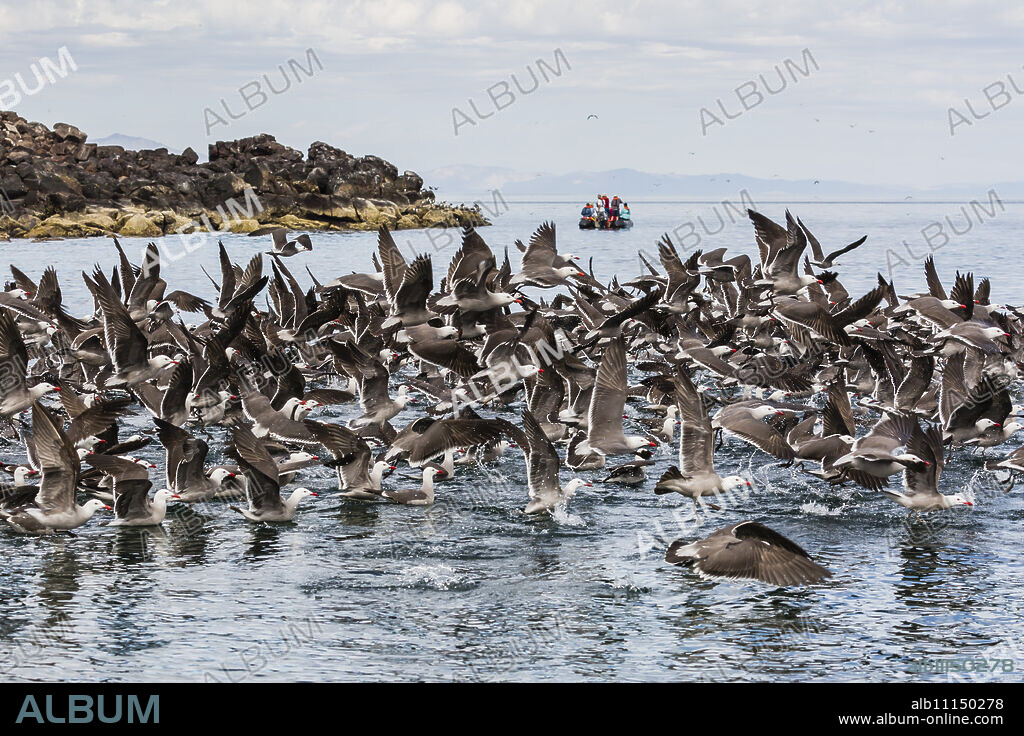 A flock of Heermann's gulls (Larus heermanni) taking flight, Isla Rasa, Baja California, Mexico, North America.