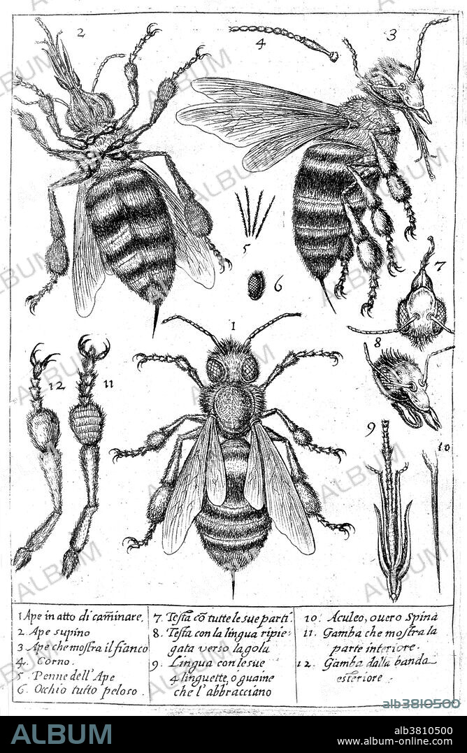 The drawings of a bee and its parts, as observed under a microscope by Francesco Stelluti in 1630. Francesco Stelluti (12 January 1577 - November 1652) was an Italian scientist who worked in the fields of mathematics, microscopy, and astronomy. In 1625, he published the first accounts of observations using a microscope (specifically, the optical microscope), and his "Persio tradotto in verso schiolto e dichiarato," published in Rome in 1630, is the first book in codex form to contain images of organisms viewed through the microscope.