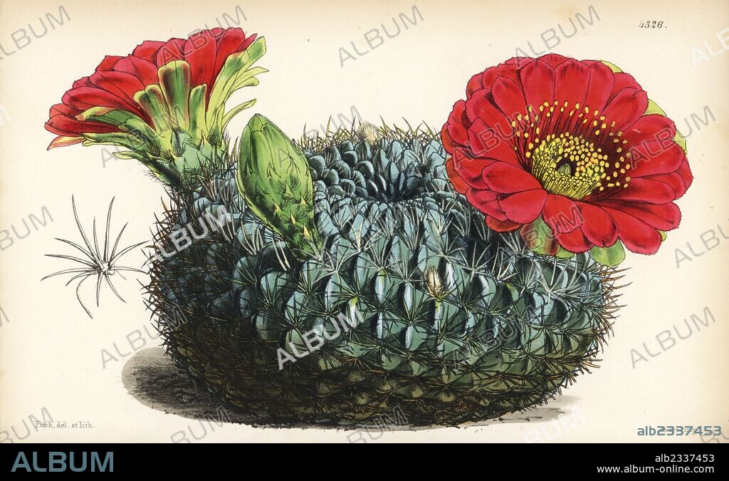 Echinopsis cinnabarina cactus (Cinnabar flowered echinocactus, Echinocactus cinnabarinus). Handcoloured botanical illustration drawn and lithographed by Walter Fitch from Sir William Jackson Hooker's "Curtis's Botanical Magazine," London, 1847.