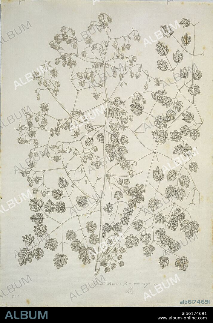 CELESTINO MUTIS. FLORA DE LA REAL EXPEDICION BOTANICA DEL NUEVO REINO DE GRANADA - THALICHTRUM - DIBUJO PREPARATORIO - SIGLO XVIII.