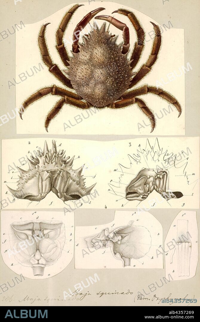 Maja squinado, Print, Maja squinado (the European spider crab, spiny spider crab or spinous spider crab) is a species of migratory crab found in the north-east Atlantic and the Mediterranean Sea.