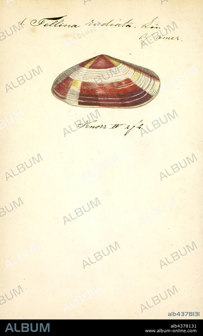 Tellina radiata, Print, Tellina radiata, common name sunrise tellin, is a species of bivalve mollusc in the family Tellinidae, the tellins.