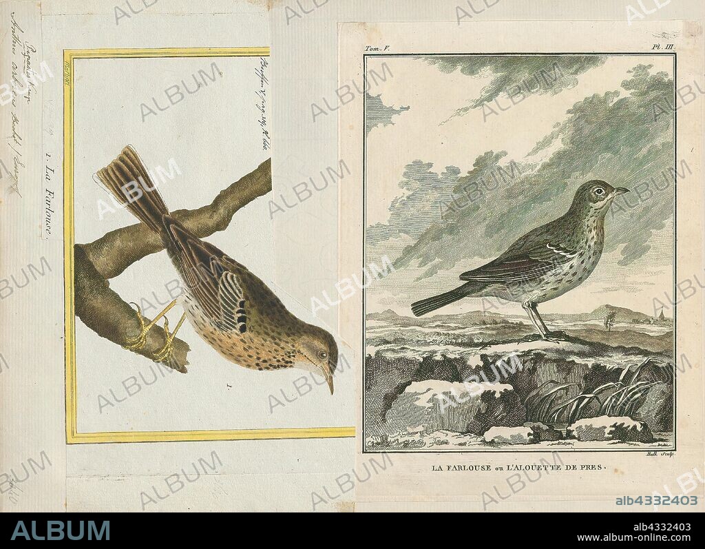 Anthus plumatus, Print, Pipit, The pipits are a cosmopolitan genus, Anthus, of small passerine birds with medium to long tails. Along with the wagtails and longclaws, the pipits make up the family Motacillidae. The genus is widespread, occurring across most of the world, except the driest deserts, rainforests and the mainland of Antarctica., 1700-1880.