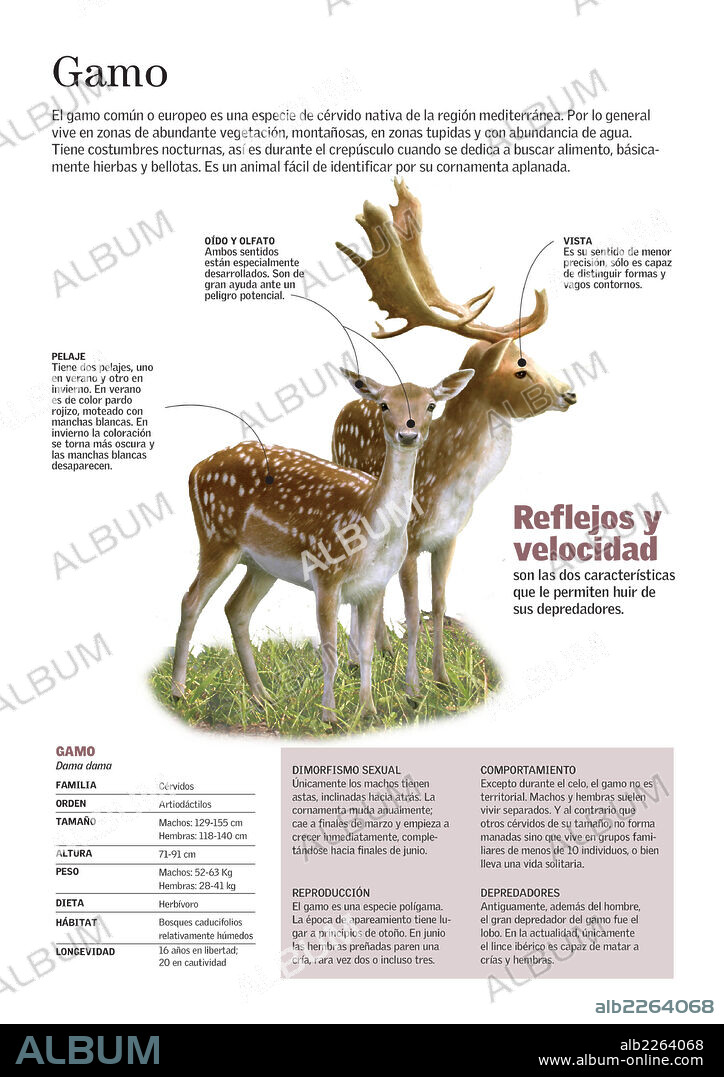 El gamo. Infografía sobre la morfología del gamo (Dama dama), una especie de cérvido nativa de la región mediterránea.