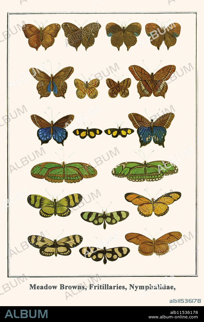 Satyridae, Bia actorion, Antirrhea philoctetes, Helioconidae, Philaethria dido, .  Albertus Seba (May 12, 1665, Etzel near Friedeburg – May 2, 1736, Amsterdam) was a Dutch pharmacist, zoologist and collector. Seba accumulated one of the largest cabinets of curiosities in the Netherlands during his time. He sold one of his cabinets in 1717 to Peter the Great of Russia. His later collections were auctioned after his death. He published descriptions of his collections in the work Locupletissimi rerum naturalium thesauri accurata descriptio.
