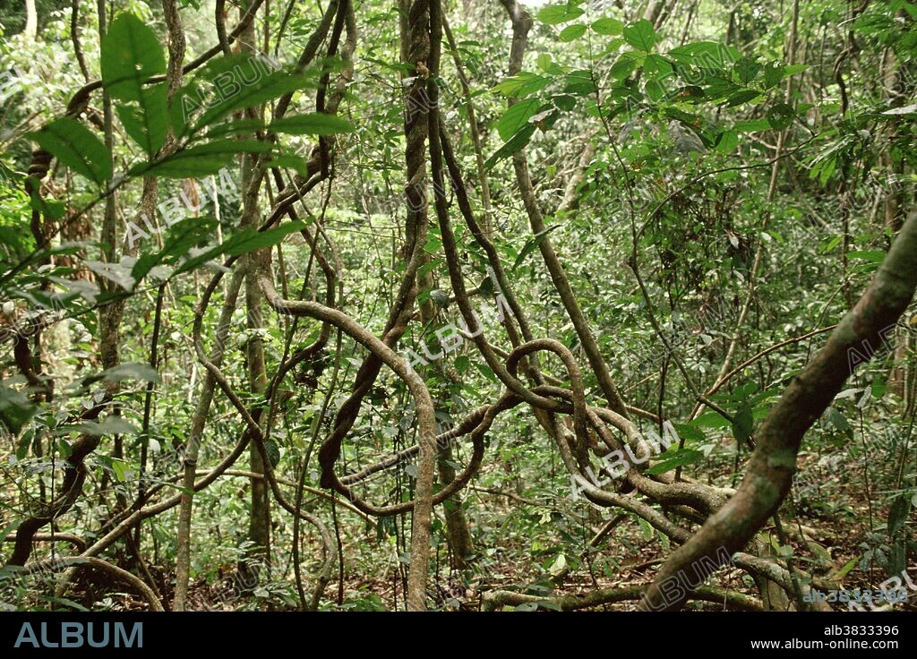 Rainforest, Gabon