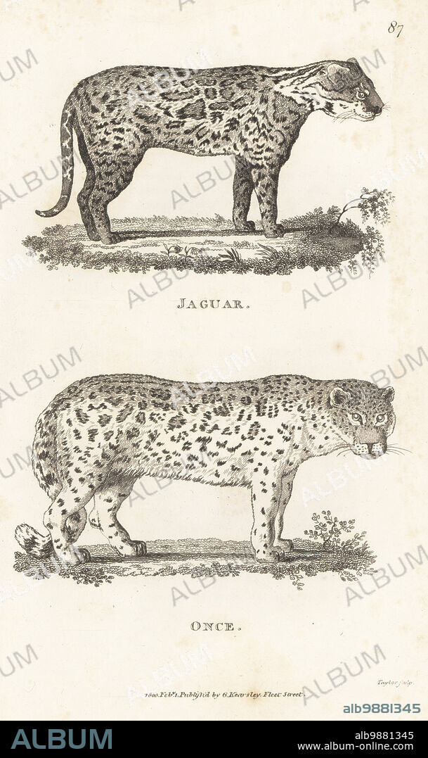 Jaguar, Panthera onca, and snow leopard or ounce, Uncia uncia. Jaguar, Felis onca, and once, Felis uncia. Copperplate engraving by Taylor from George Shaws General Zoology: Mammalia, G. Kearsley, Fleet Street, London, 1800.