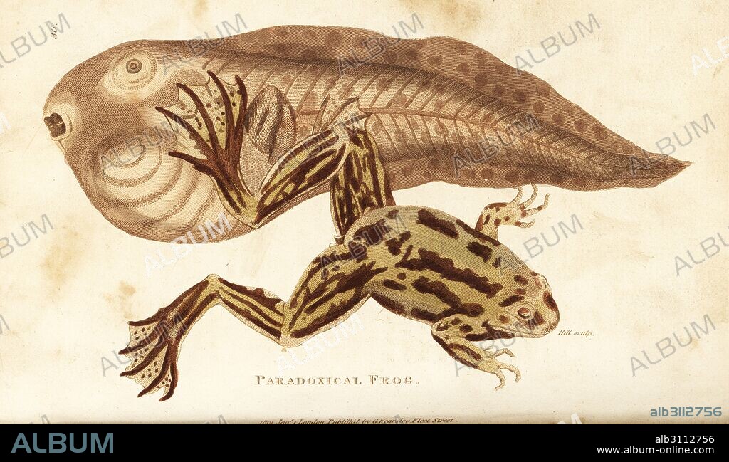 Paradoxical frog or shrinking frog, Pseudis paradoxa (paradoxical frog, Rana paradoxa). Adult frog and giant tadpole. Handcoloured copperplate engraving by Hill after an illustration by George Shaw from his General Zoology, Amphibia, London, 1801.