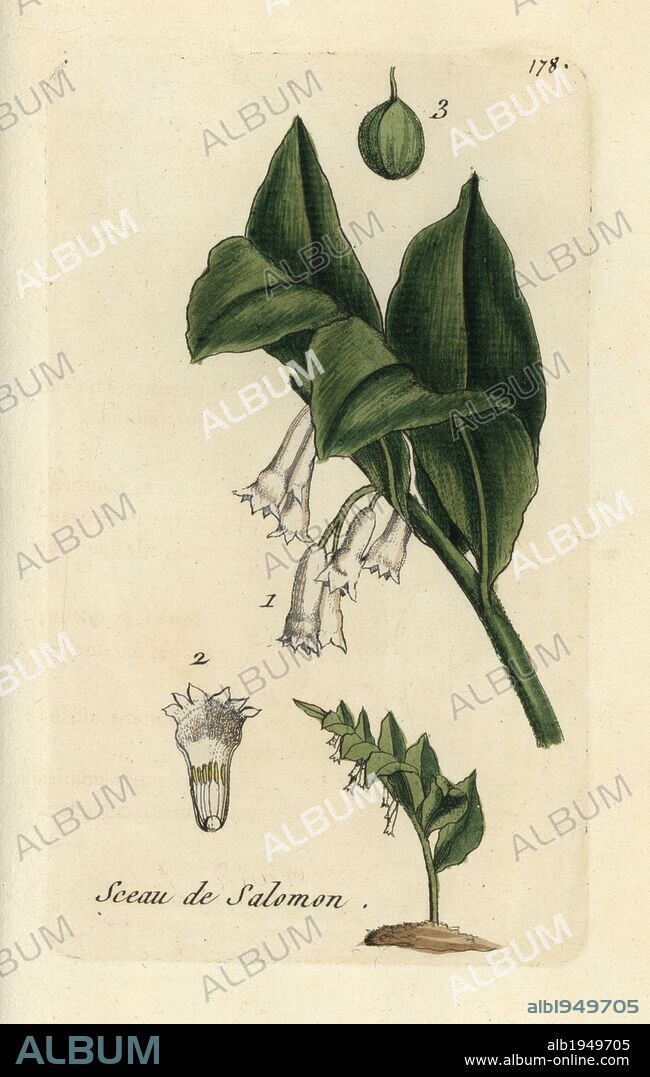 Solomon's seal, Polygonatum commutatum. Handcoloured botanical drawn and engraved by Pierre Bulliard from his own "Flora Parisiensis," 1776, Paris, P. F. Didot. Pierre Bulliard (1752-1793) was a famous French botanist who pioneered the three-colour-plate printing technique. His introduction to the flowers of Paris included 640 plants.