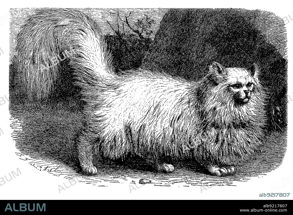 Angora cat, Felis maniculata domestica angorensis, digitally restored reproduction of an original from the 19th century, exact original date unknown