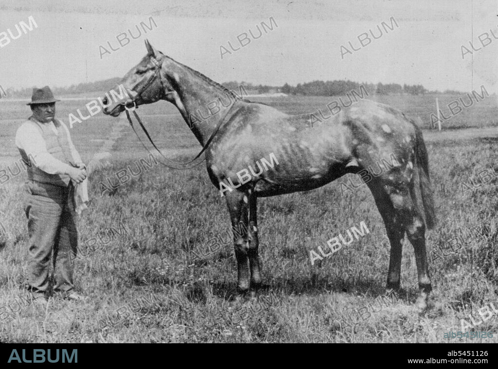The Tetrarch this son of Roi Herode "Rocked"the British Turf.The Tetrach. His purchase made Persse famous. Tetrach earned £11,336 in stake money and £100,000 in stud fees. May 2, 1951.