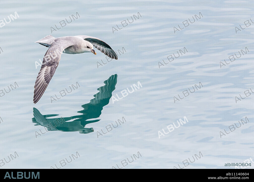 Northern fulmar (Fulmarus glacialis), Svalbard Archipelago, Norway, Scandinavia, Europe.