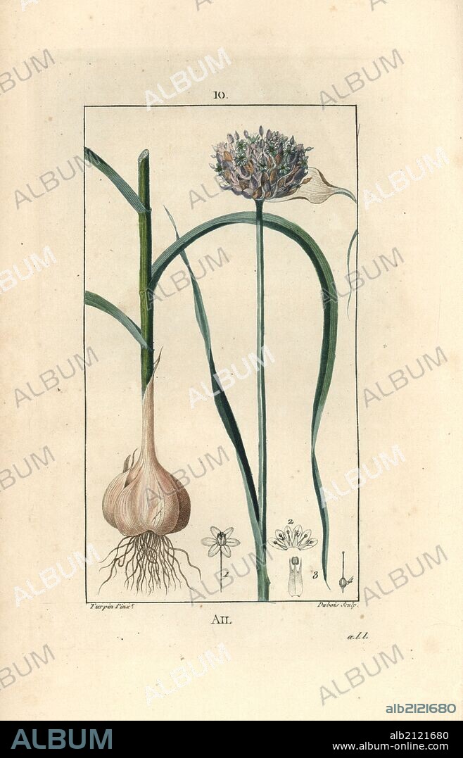 Garlic, Allium sativum, showing flower, leaf, bulb and roots. Handcoloured stipple copperplate engraving by Dubois from a drawing by Pierre Jean-Francois Turpin from Chaumeton, Poiret et Chamberet's "La Flore Medicale," Paris, Panckoucke, 1830. Turpin (1775~1840) was one of the three giants of French botanical art of the era alongside Pierre Joseph Redoute and Pancrace Bessa.