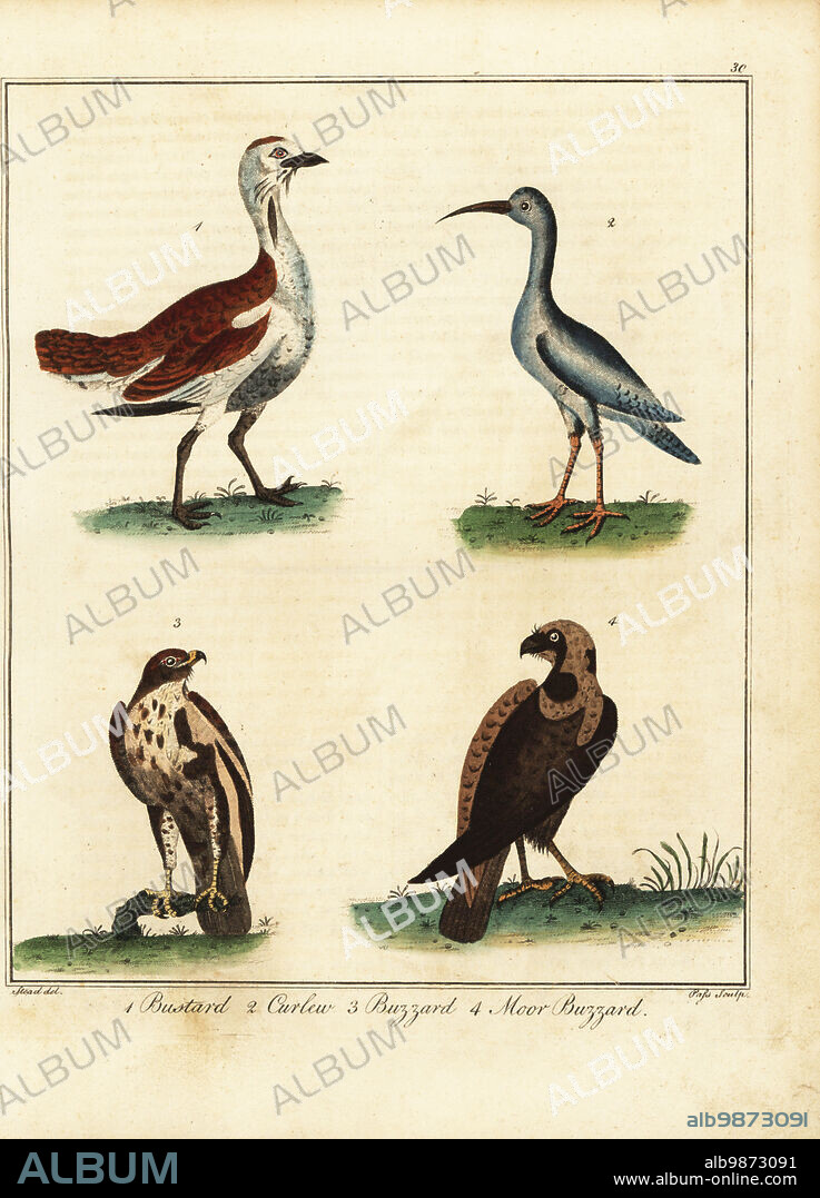 Bustard, Otis tarda, curlew, Numenius arquata, buzzard, Buteo buteo, and moor buzzard, Circus aeruginosus. Handcoloured copperplate engraving by J. Pass after an illustration by J. Stead from William Augustus Osbaldistons The British Sportsman, or Nobleman, Gentleman and Farmers Dictionary of Recreation and Amusement, J. Stead, London, 1792.