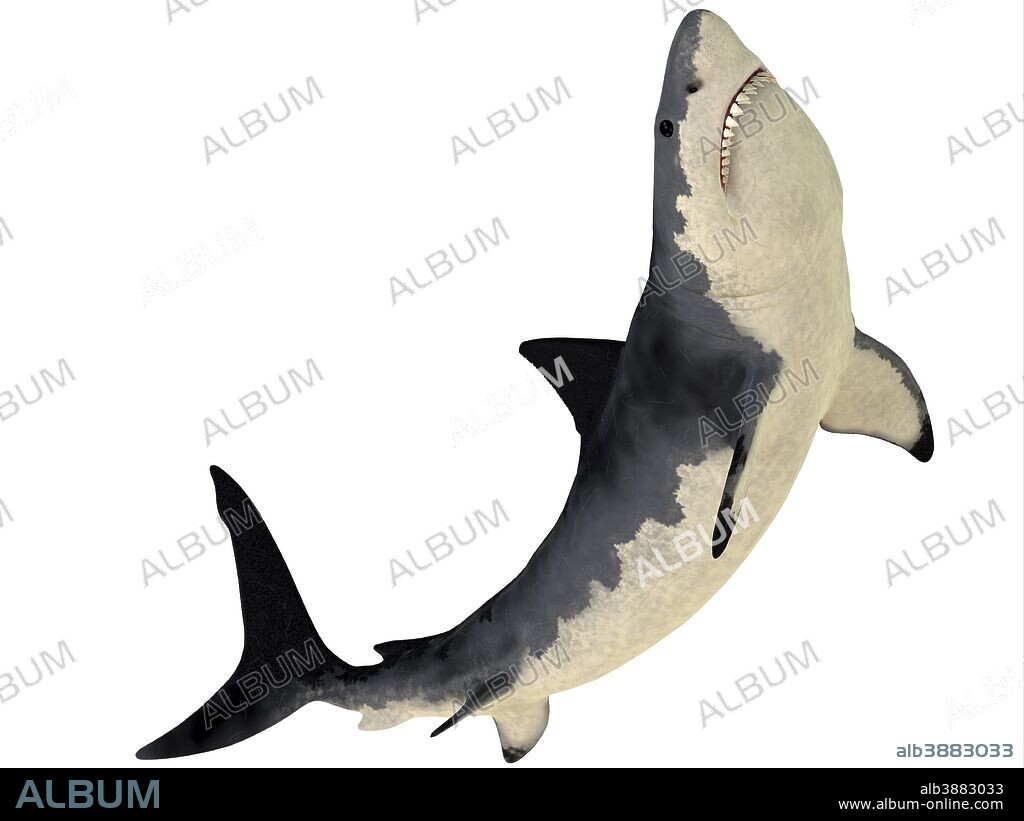 A Megalodon shark from the Cenozoic Era. Megalodon is an extinct species of shark that grew to 18 meters or 59ft and lived in the Cenozoic Era.