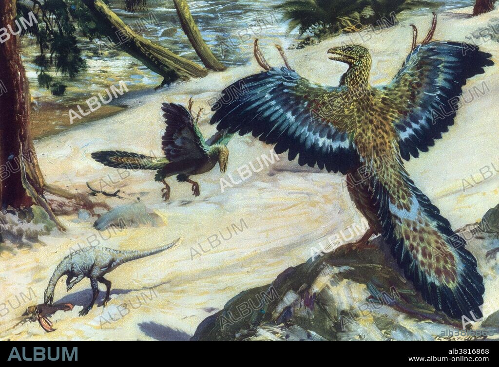 Archaeopteryx, sometimes referred to by its German name Urvogel (original bird or first bird), is a genus of early bird that is transitional between feathered dinosaurs and modern birds. It lived in the Late Jurassic period around 150 million years ago having characteristics of both birds and dinosaurs. It could grow to about 1 foot 8 inches in length. Despite its small size, broad wings, and inferred ability to fly or glide, Archaeopteryx has more in common with small Mesozoic dinosaurs than it does with modern birds. It had jaws with sharp teeth, three fingers with claws, a long bony tail, and hyper-extensible second toes (killing claw). Many scientists regard it as evidence that birds evolved from small carnivorous dinosaurs. It confirms Darwin's theories and has become a key piece of evidence for the origin of birds, the transitional fossils debate, and confirmation of evolution.
