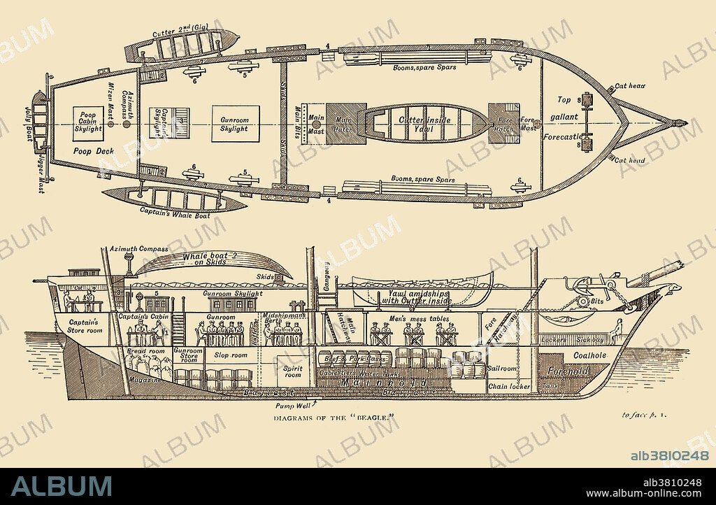 Colorized illustration of the H.M.S. Beagle Middle Section Fore and Aft 1832. This is a ship assigned by the Admiralty to surveying the southern coast of South America in two expeditions, the second of which involved Charles Darwin (1809-1882), who gathered information that would later be published in The Origin of Species.