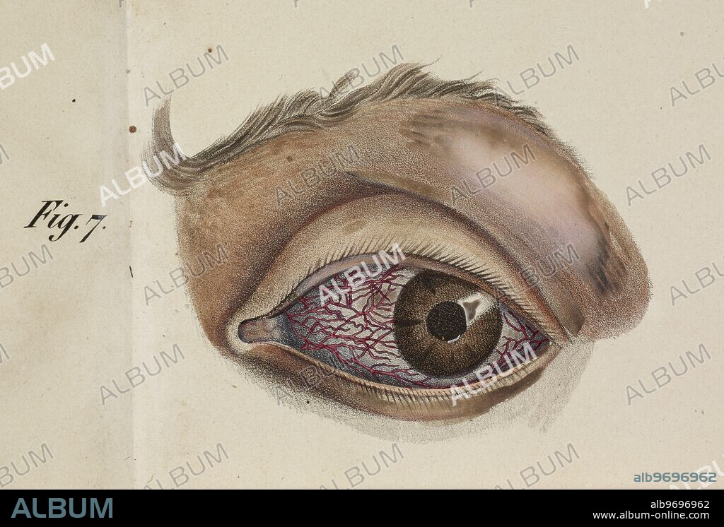Anatomical drawing. Eye. Eyelid. Eyebrow.